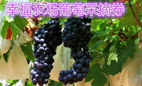 仅需39.80元享受原价60元的【洛阳】幸福农场葡萄采摘券一张， 免费品尝园区葡萄，古法种植让你感受儿时的味道！