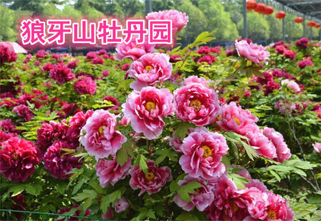 仅40元，享价值50元的【保定】狼牙山牡丹园门票，感受大自然的风光，享受百花盛开的美景，狼牙山牡丹园是您理想的去处！