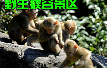 仅30元，享原价40元的【黄山】野生猴谷景区门票，浮溪猴谷不仅为黄山增添了一景，而且在黄山的自然灵气中又增添了一份生气，是一处很值得一游的生态旅游景点。