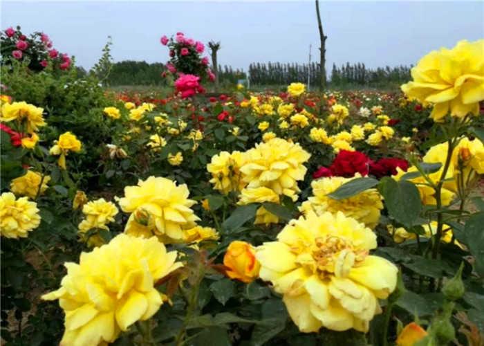 仅15元，享原价20元【菏泽】曹州玫瑰园门票，给她无线的浪漫和惊喜 ，置身玫瑰的芳香，重塑玫瑰的多彩！