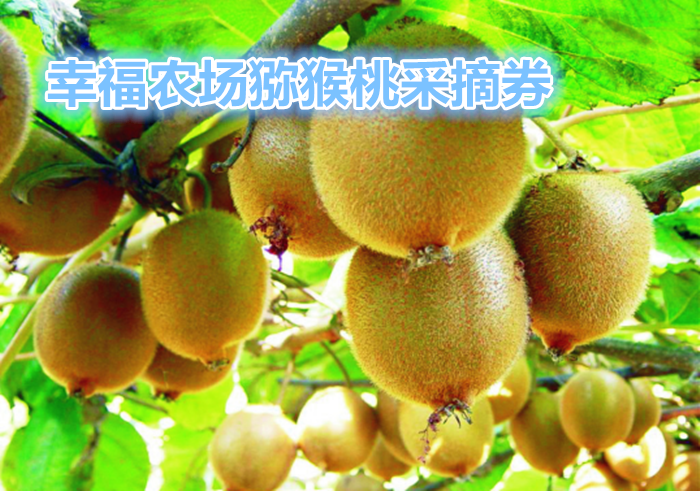 仅需9.9元，享受原价20元的幸福农场猕猴桃采摘券一张，园区内免费品尝；1.2米以下儿童免费，1.2米以上同成人。