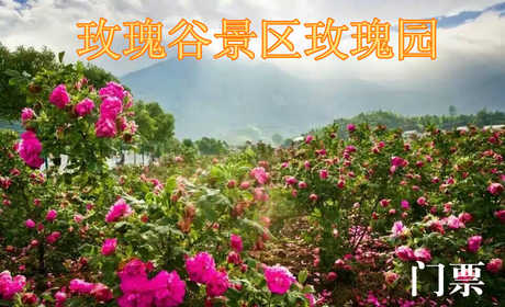 仅24元，享原价30元的【黄冈】玫瑰谷景区玫瑰园门票一张，玫瑰园位于黄梅县柳林乡老铺村，占地1300余亩，种有红、黄、粉、紫、黑、白、蓝七色玫瑰20多个品种，是集休闲、观光、养生、婚纱摄影和玫瑰花深加