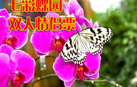 仅80元！原价198元的七彩蝶园双人情侣票 含：蝴蝶文化、蝴蝶艺术展、蝴蝶谷、蝴蝶科普展、蝴蝶宝宝之家、蝴蝶室外观赏园、花海、放飞广场（有季节性），游客可与蝴蝶近距离接触，感受与蝶共舞的浪漫！七彩蝶园